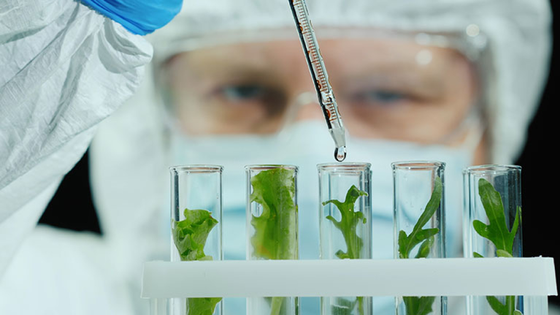 Das Bild zeigt einen Mann, der mit einer Pipette und fünf Reagenzgläsern, in denen Pflanzen sind, arbeitet.