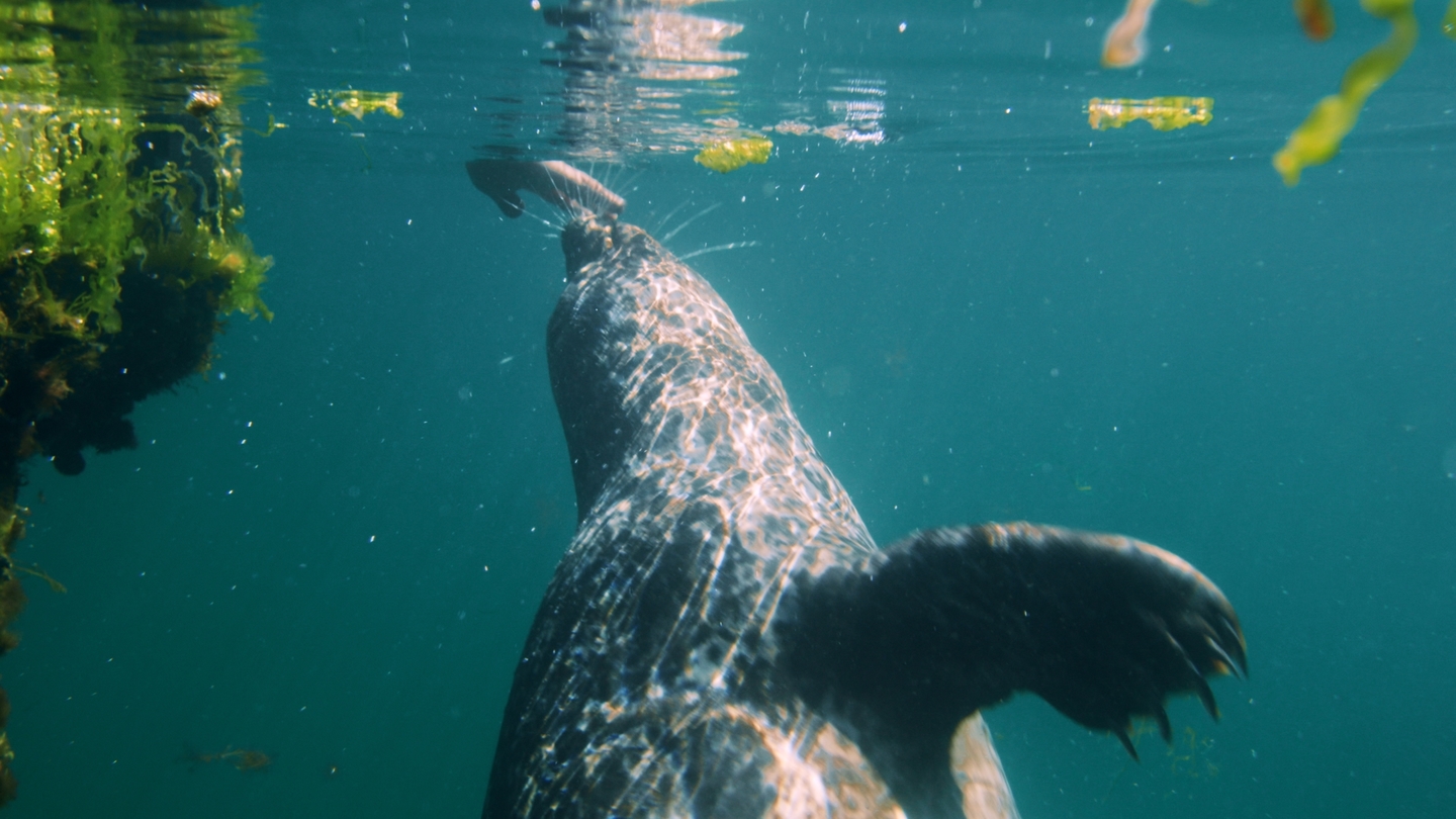 Unterwasseraufnahme eines Seehunds
