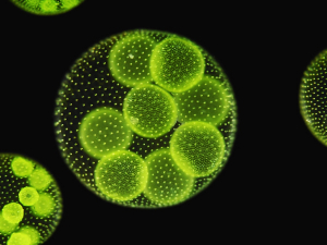 The multicellular green algae Volvox aureus (Photo: micro_photo-fotolia.com)