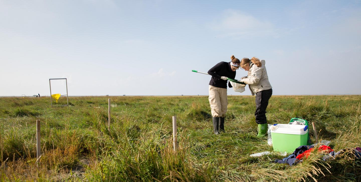 Zwei Frauen in einer Wiese blicken in einen Kescher