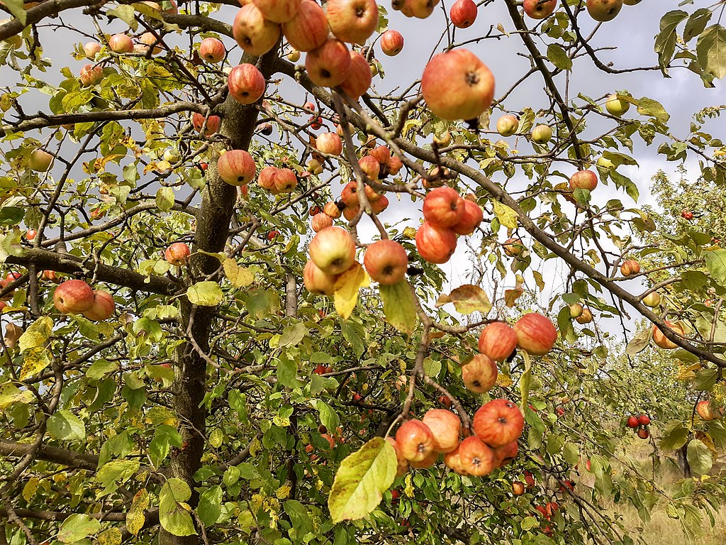 Apfelbaum mit Äpfeln
