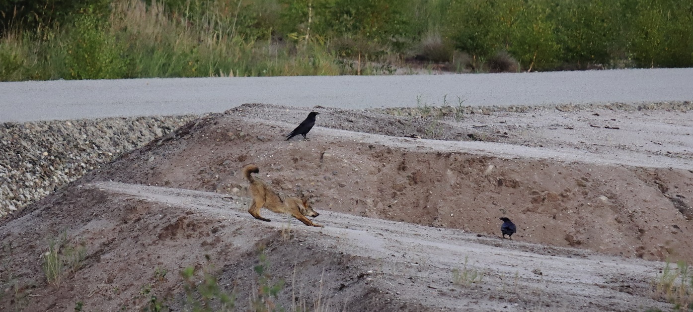 Wolf auf einer Sandfläche
