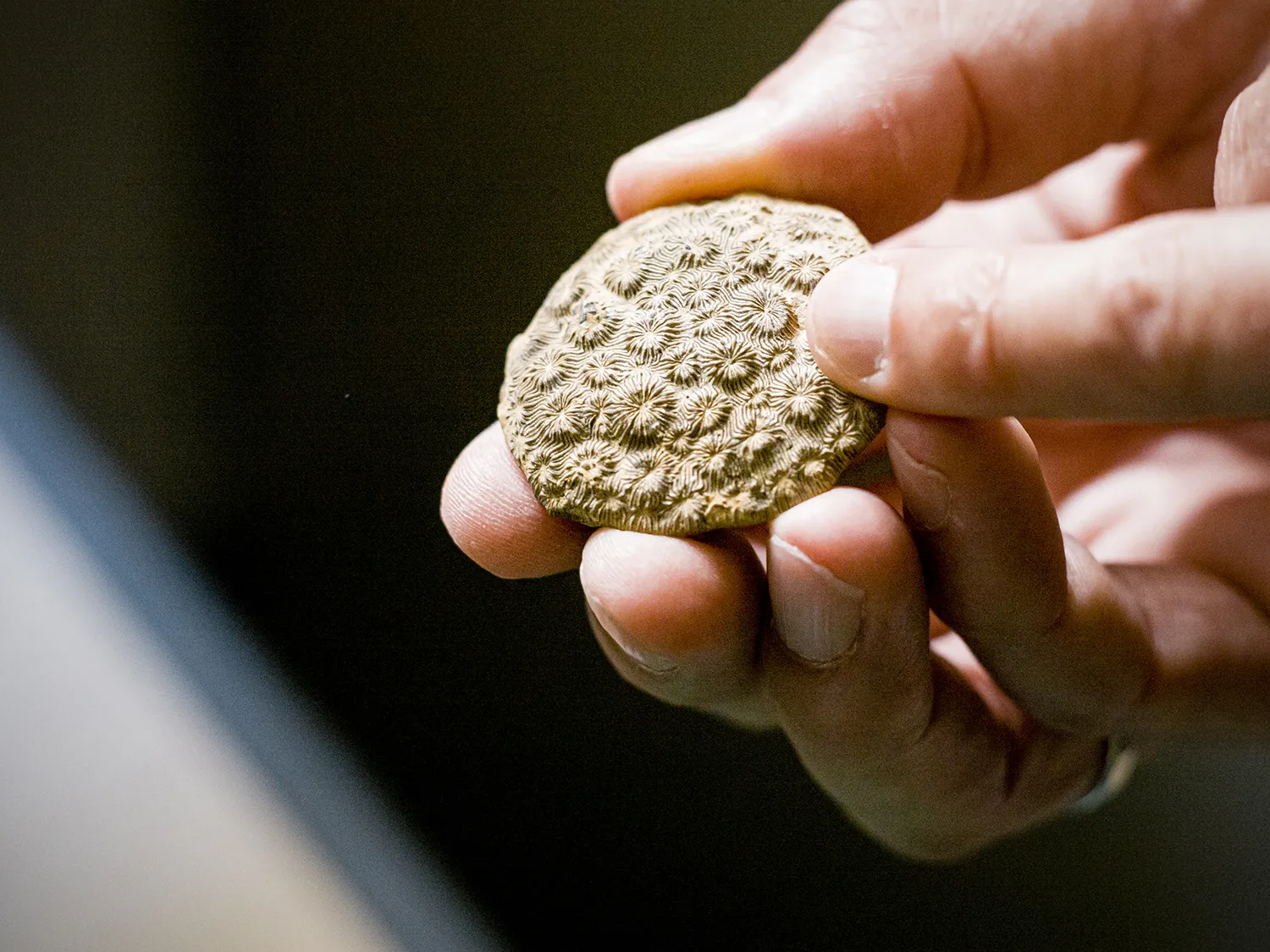 220 Millionen Jahre alte Riffkoralle