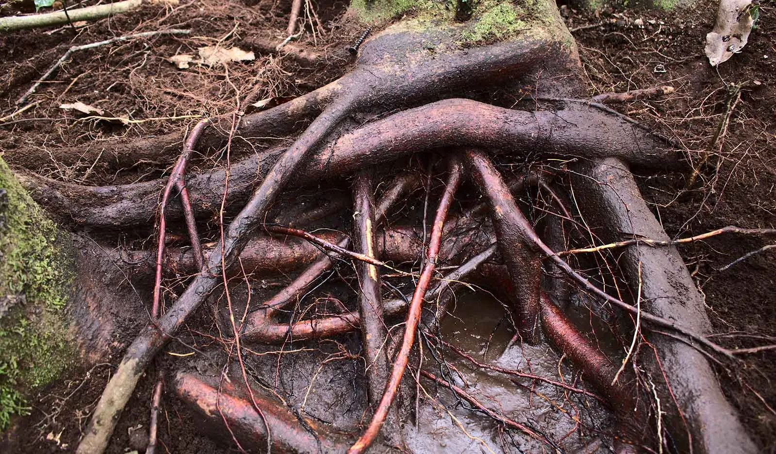 Miteinander verwachsene Mangrovenwurzeln bilden ein Netzwerk.