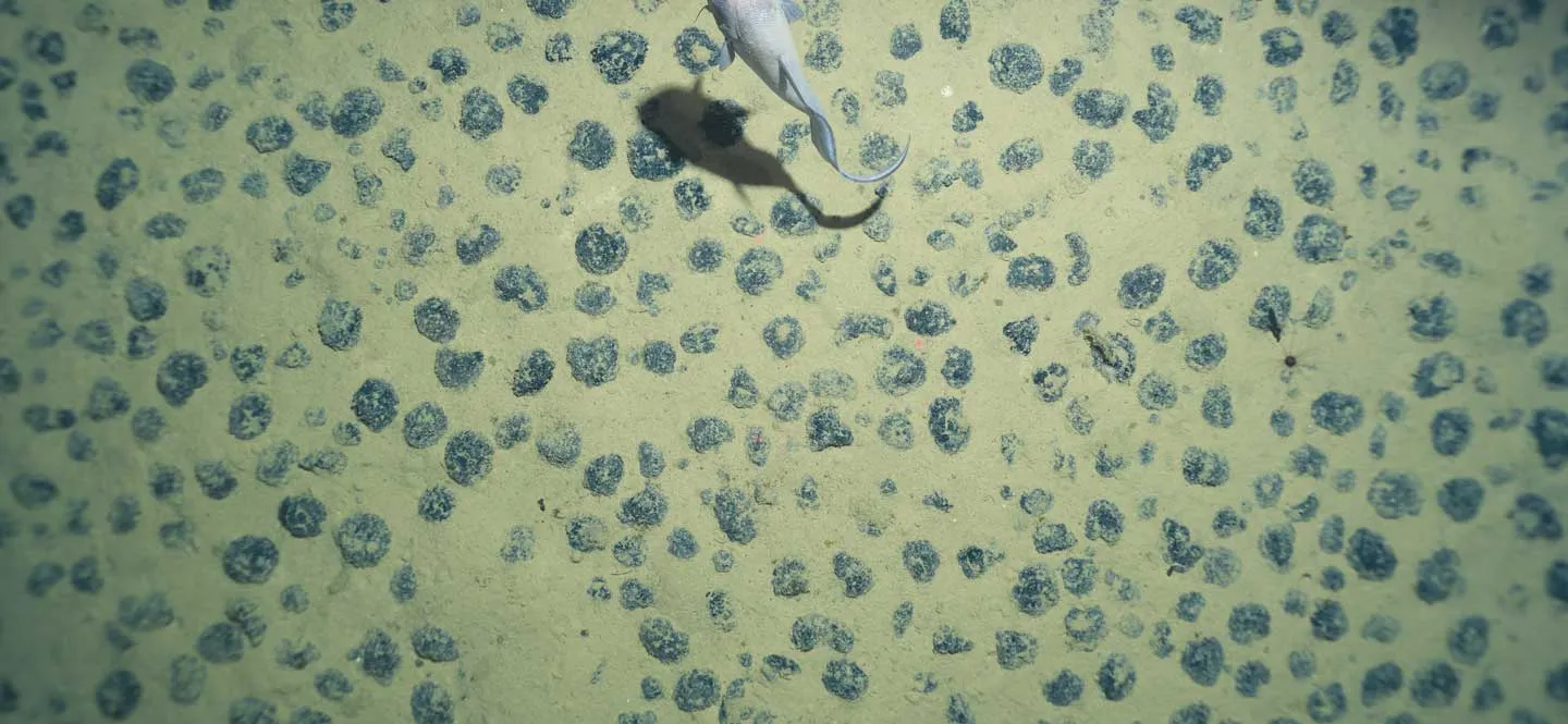 Manganknollenfeld, über das ein Fisch schwimmt