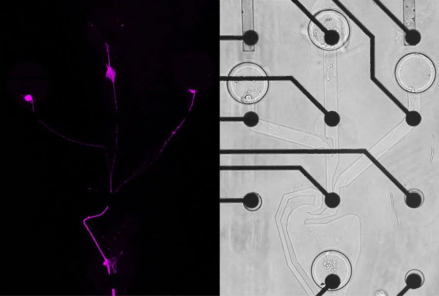 Aufnahmen eines künstlich erzeugten neuronalen Netzwerks