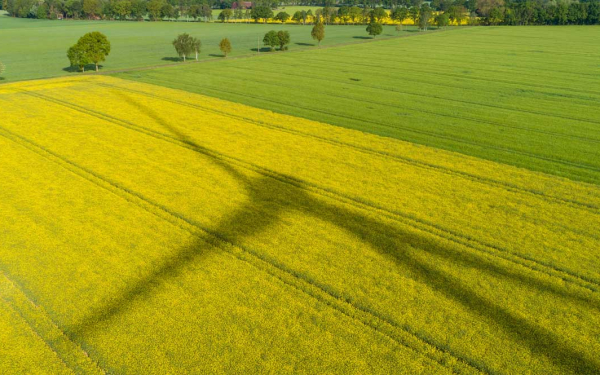 Schatten eines Windrads auf einem Rapsfeld