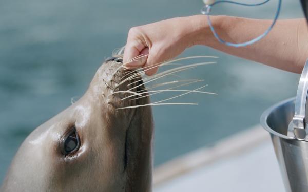 Hand an einer Seehundschnauze