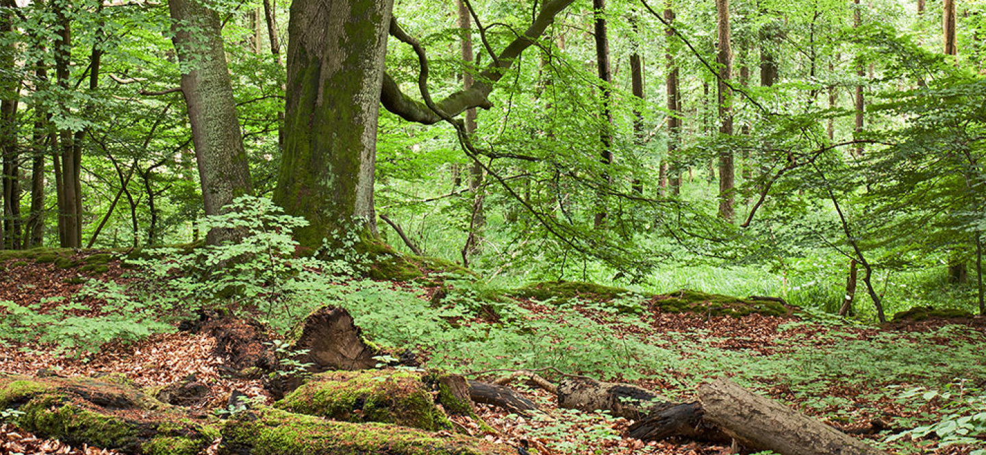 Wald mit vielen blättertragenden Bäumen, viel Totholz liegt auf dem Boden