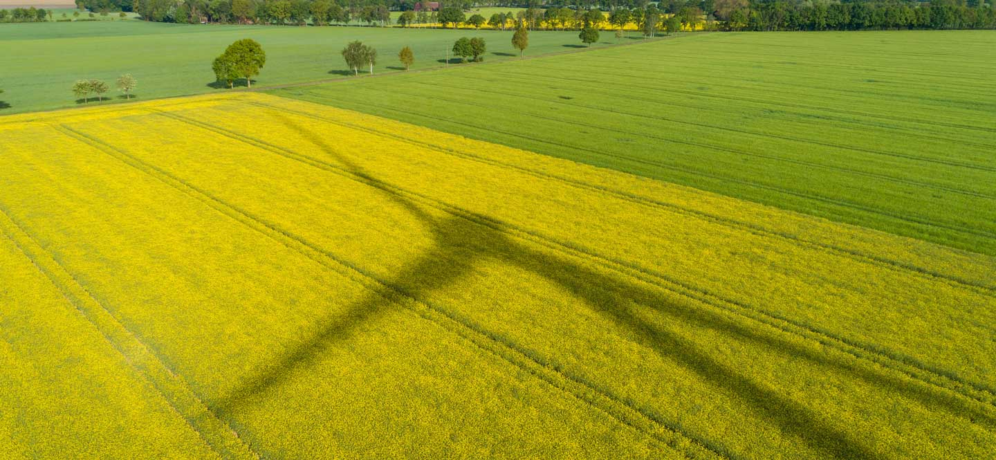 Schatten eines Windrads auf einem Rapsfeld