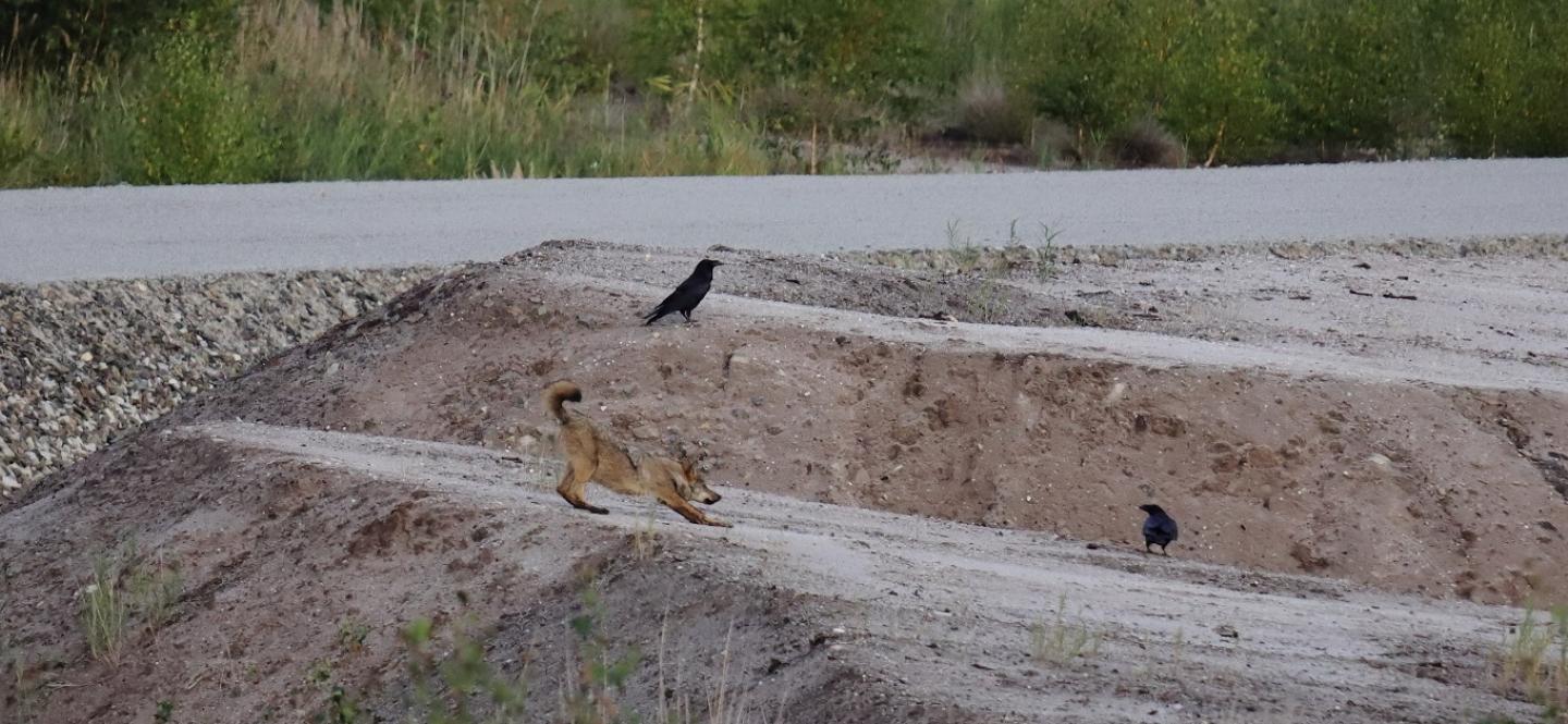 Wolf auf einer Sandfläche