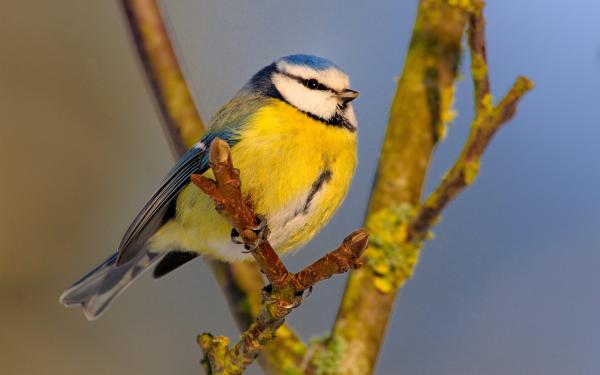 Blaumeise auf einem Ast