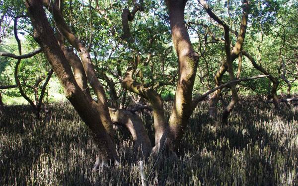 Mangroven im Urwald