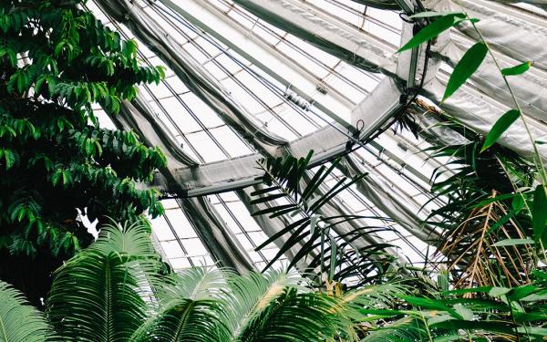 Photo from inside a greenhouse