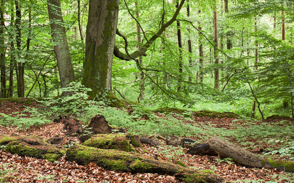 Wald mit vielen blättertragenden Bäumen, auf dem Boden liegt viel Totholz