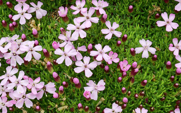 Lila Blüten auf grünem Grund