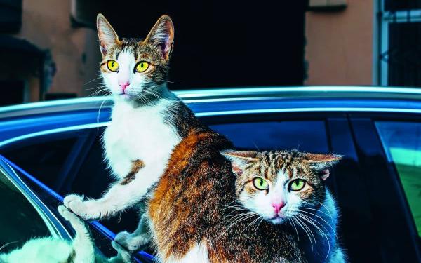 zwei Katzen auf einem Autodach 