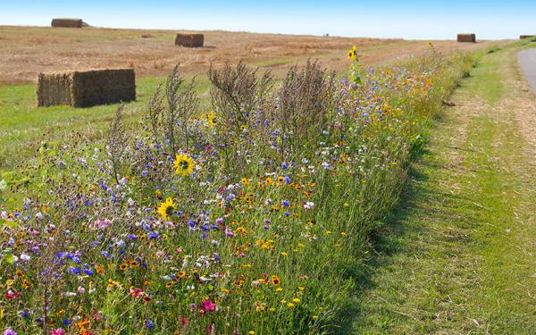 Ein blühender Wildblumenstreifen am Rande eines abgeernteten Feldes ist zu sehen.