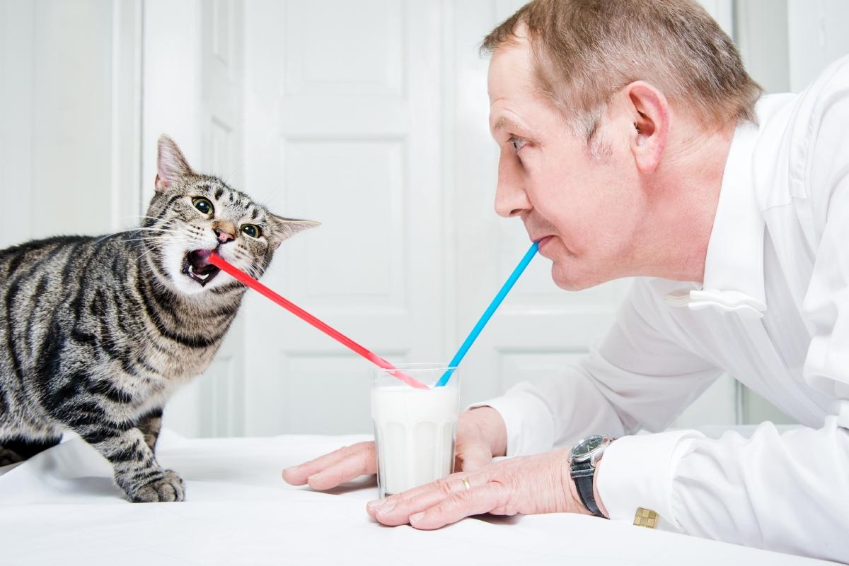 ein Mann und eine Katze trinken mit Strohhalmen Milch aus einem Glas