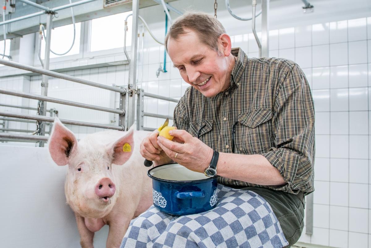 ein Mann pellt Kartoffeln, ein Schwein steht daneben und sieht interessiert zu
