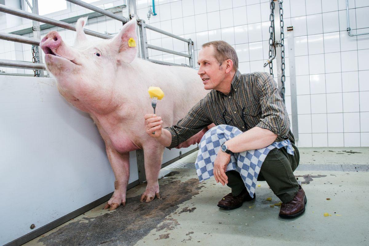 ein Mann reicht einem Schwein eine Pellkartoffel an