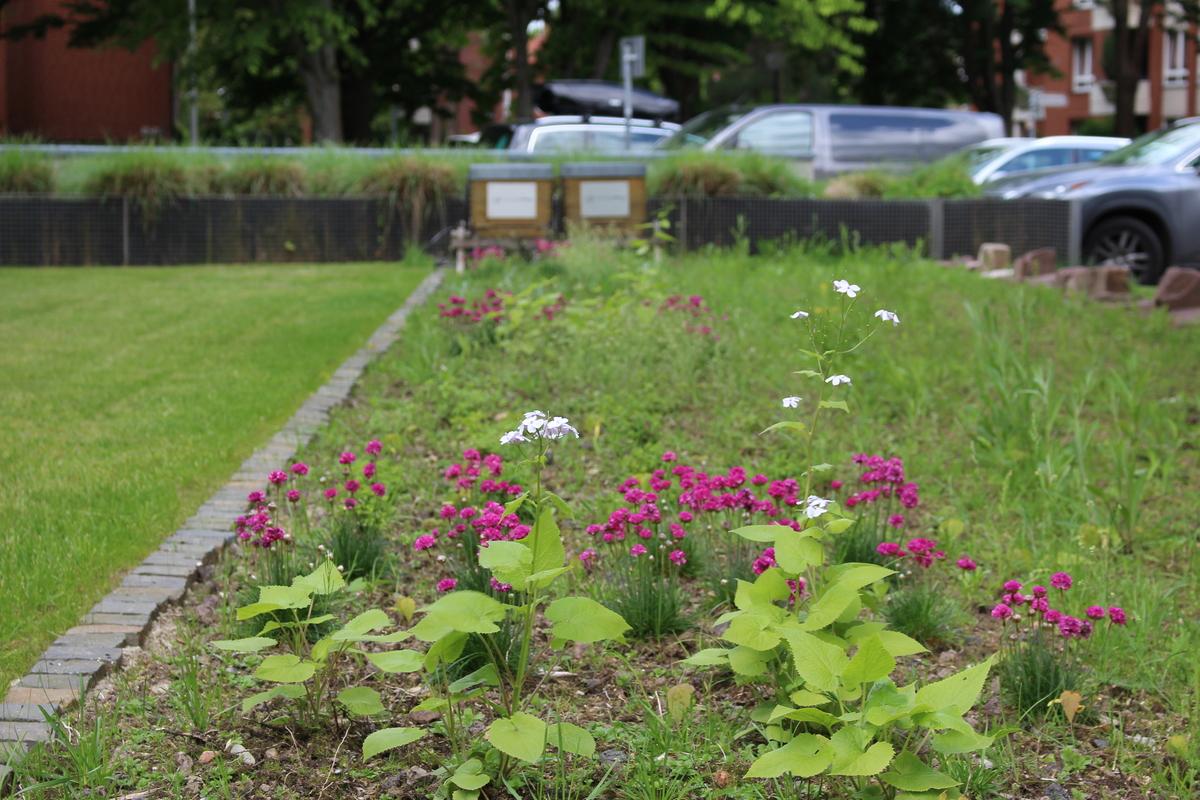 Blühstreifen vor Bienenkästen