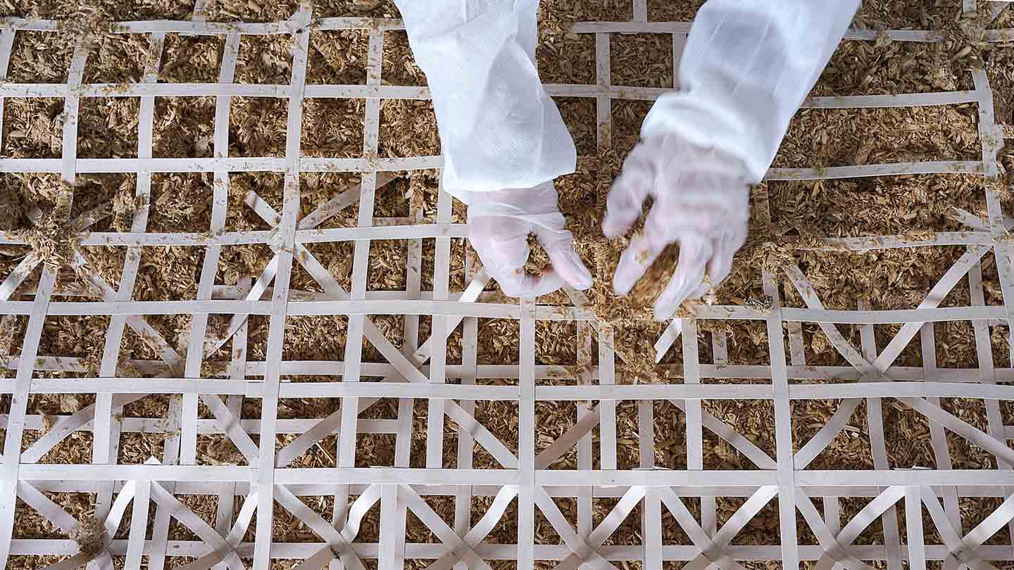 Zwei behandschuhte Hände sind zu sehen, die hellbraune kleine Fasern zwischen vertikale, horizontale und diagonale helle Holzstreifen legen.