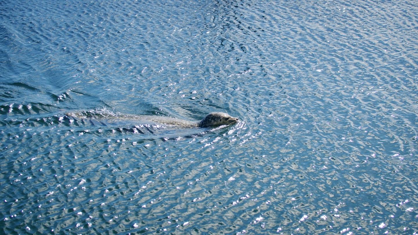 Seehund schwimmt im Wasser