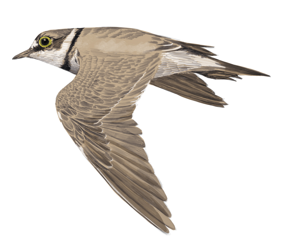 Illustration ein fliegender Vogel