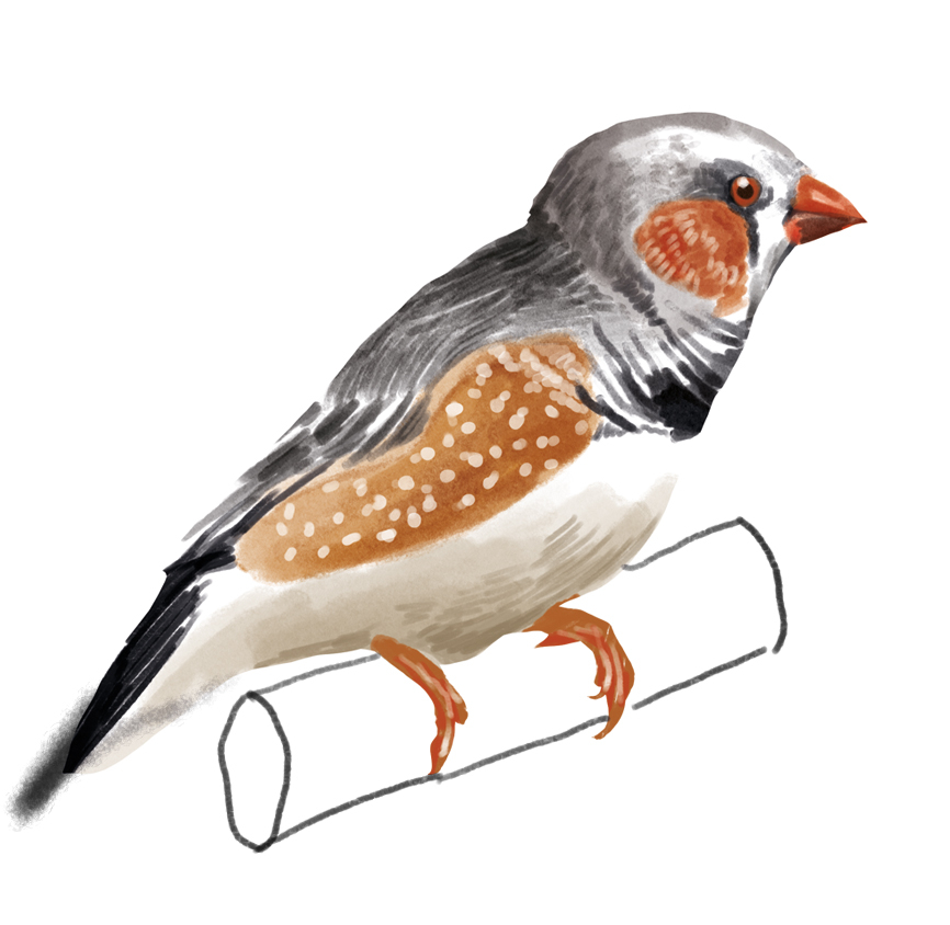 Illustration eines Vogels