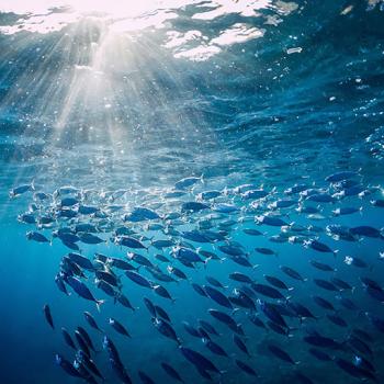 Zu sehen ist ein Fischschwarm unter Wasser, von oben scheint Sonne ins Wasser