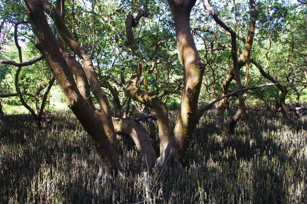 Mangroven am Golf von Mexiko