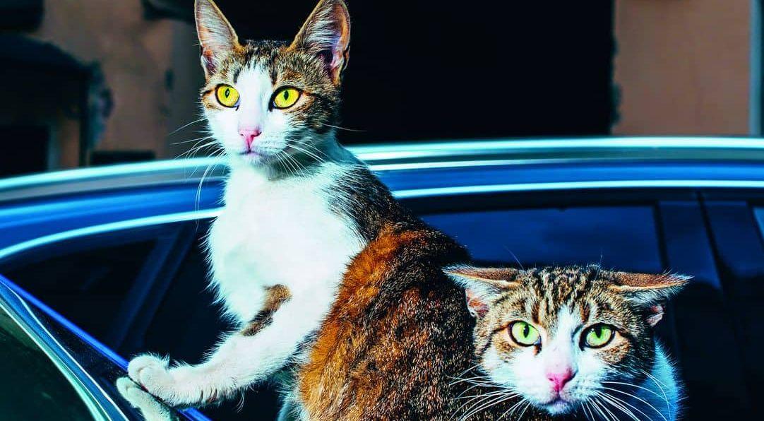 zwei Katzen auf einem Auto