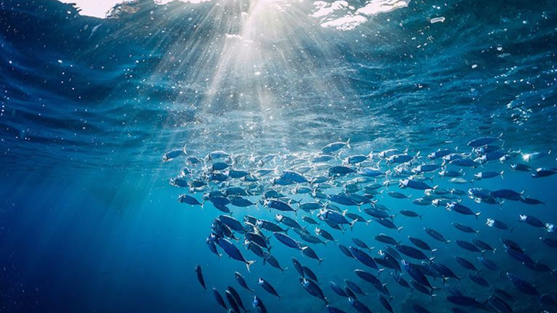 Meere im Klimawandel - Fischschwarm
